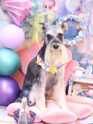 20240811銀次くん